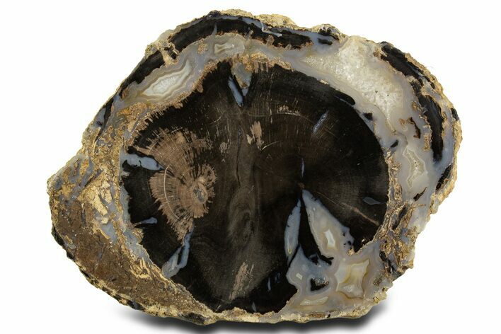 Double-Hearted Petrified Wood (Schinoxylon) Round - Blue Forest #336246